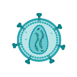 EXUMA CD3-Targeted lentivector