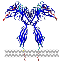 EXUMA Synthetic CAR ligand