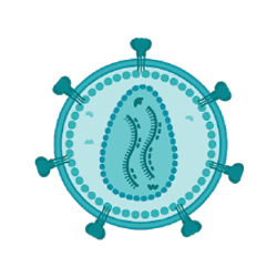 EXUMA’s CD3-Targeted lentivector