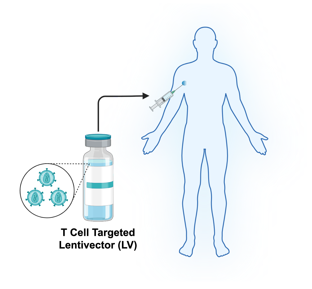 T cell targeted lentivector function